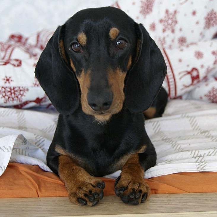 15 Interesting Facts About Dachshunds 10