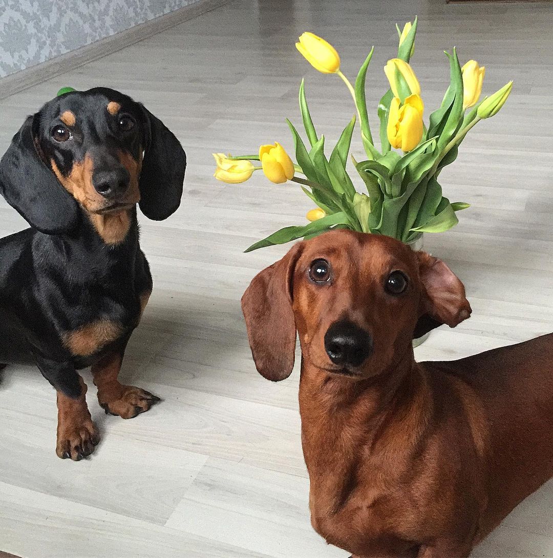 15 Interesting Facts About Dachshunds 11