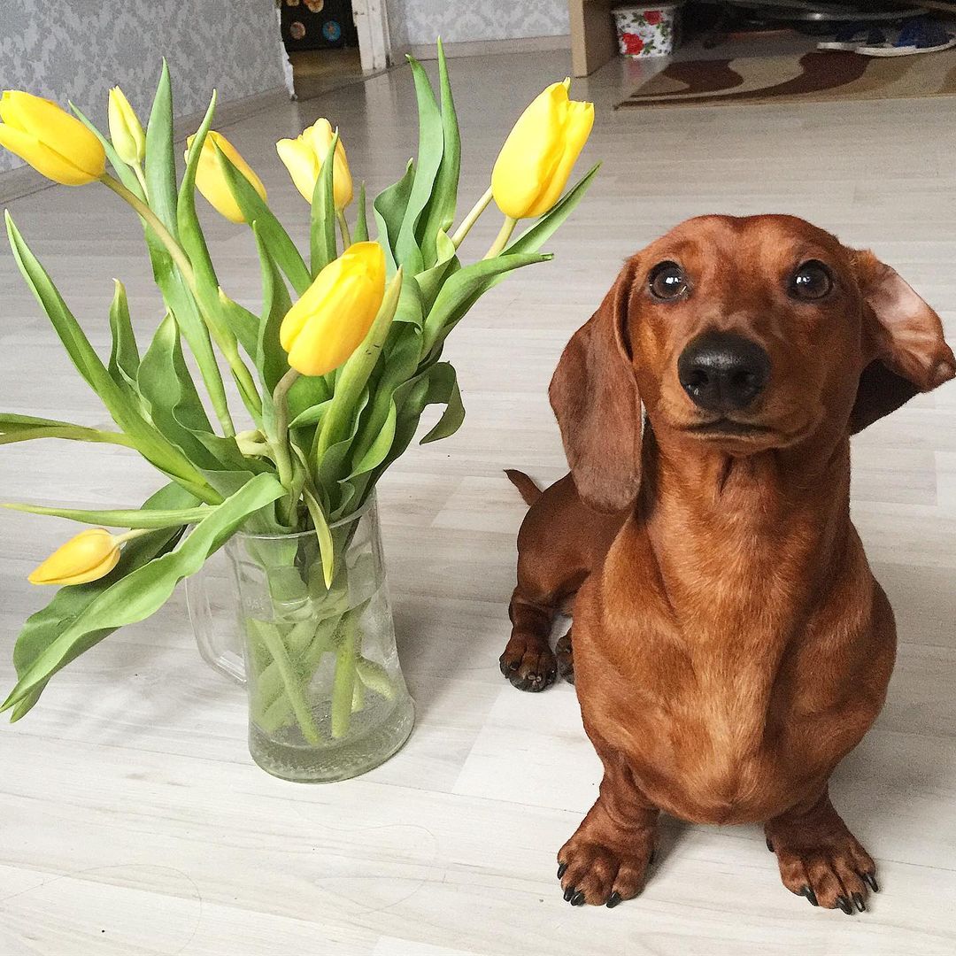 15 Interesting Facts About Dachshunds 9