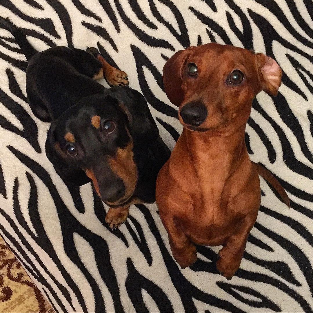 15 Interesting Facts About Dachshunds 10