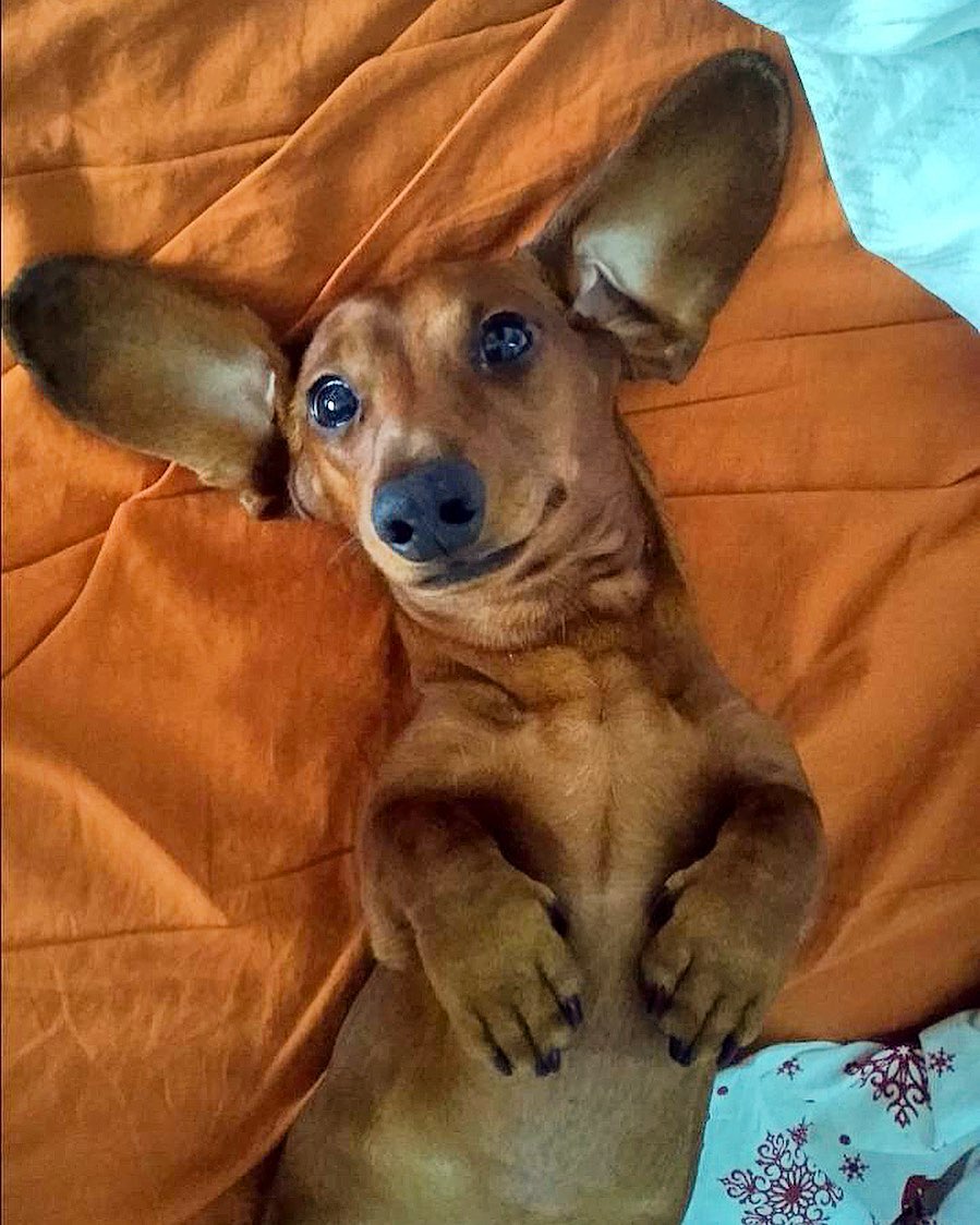 15 Interesting Facts About Dachshunds 11