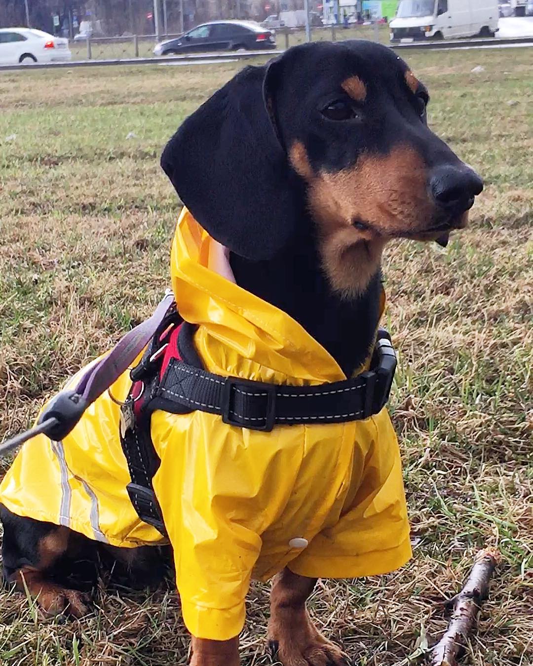 15 Interesting Facts About Dachshunds 9 15 Interesting Facts About Dachshunds 9