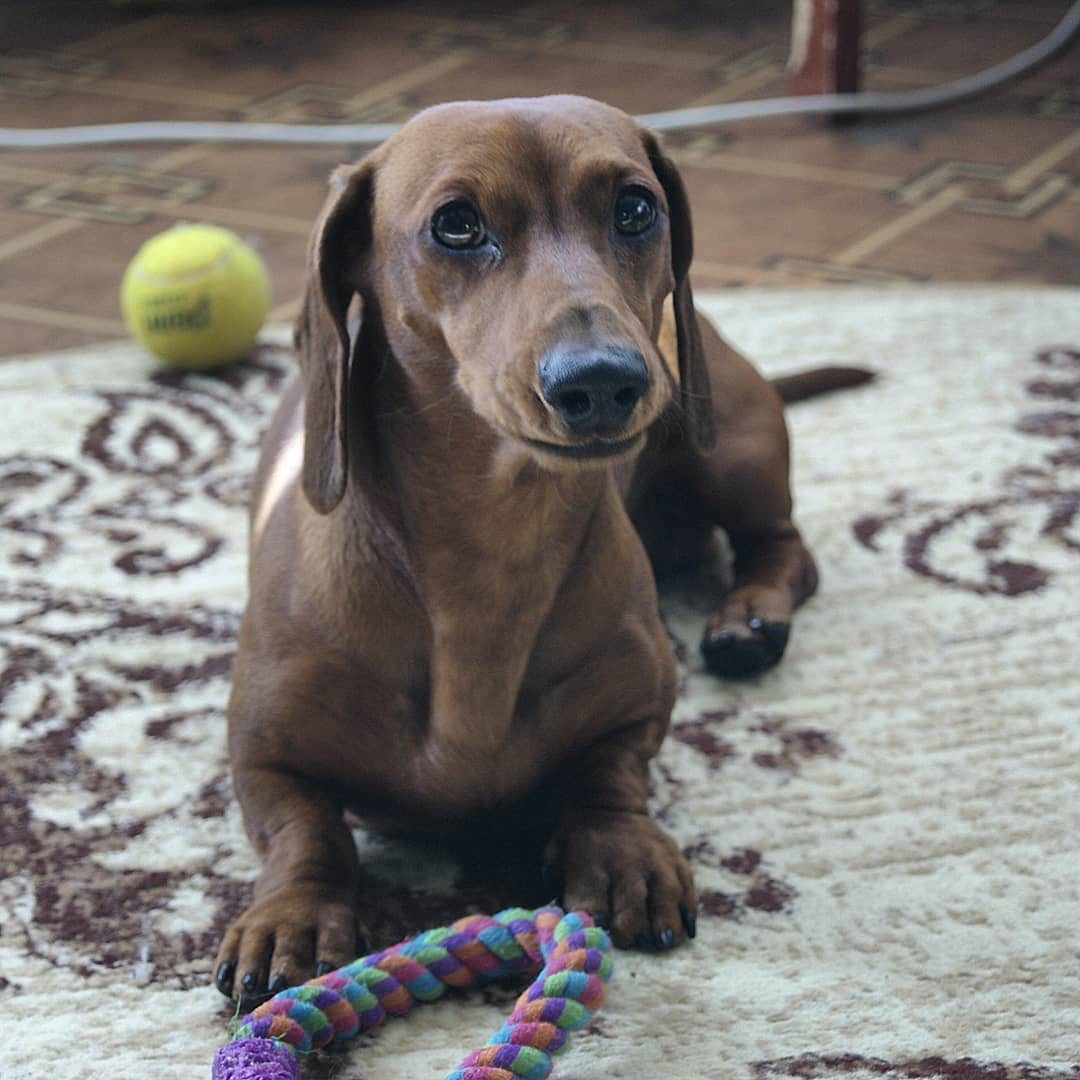 15 Interesting Facts About Dachshunds 10 15 Interesting Facts About Dachshunds 10