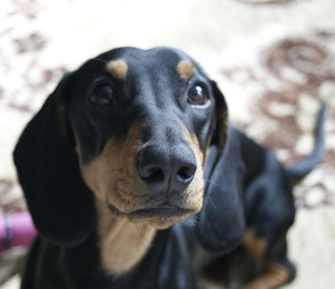 15 Interesting Facts About Dachshunds 11 15 Interesting Facts About Dachshunds 11