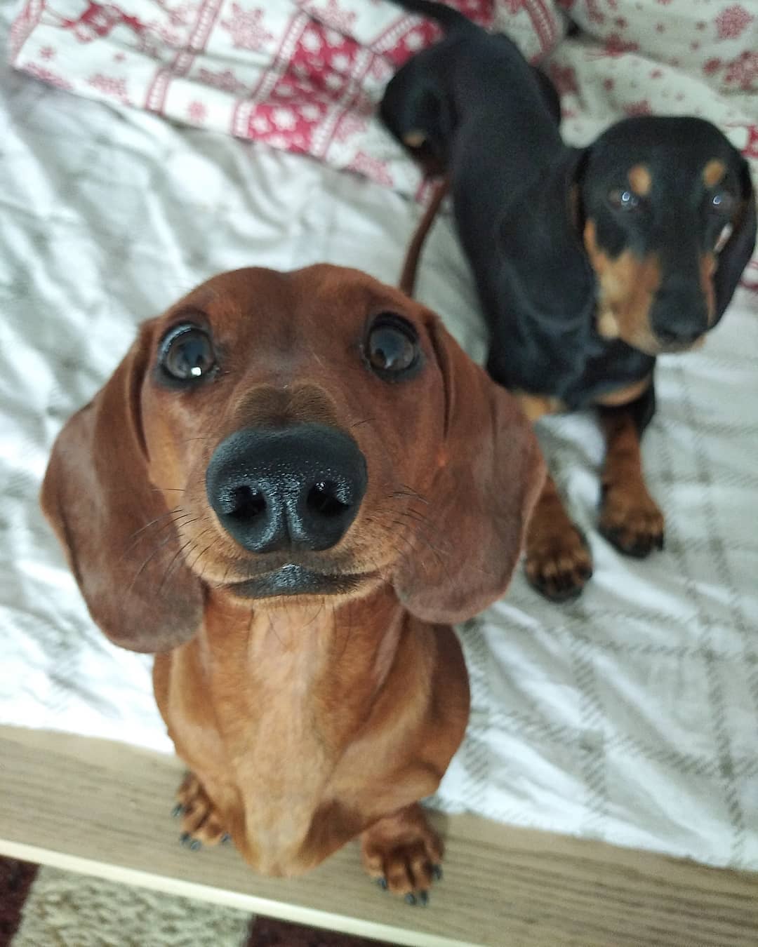 16 Cool Facts About Dachshunds 9 16 Cool Facts About Dachshunds 9