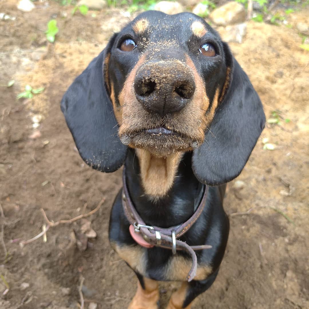 16 Cool Facts About Dachshunds 11 16 Cool Facts About Dachshunds 11