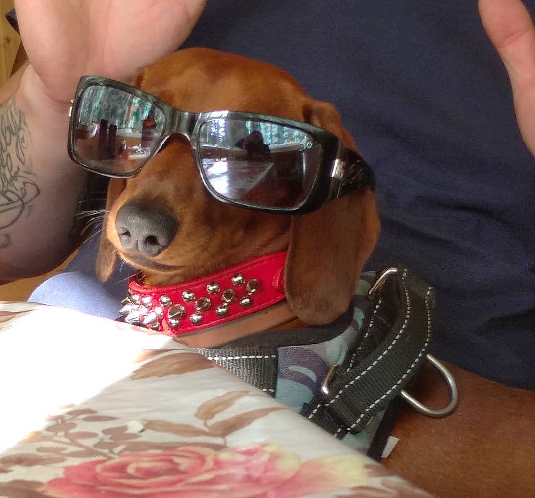 16 Cool Facts About Dachshunds 9
