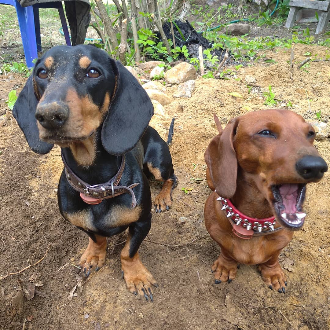 16 Cool Facts About Dachshunds 10