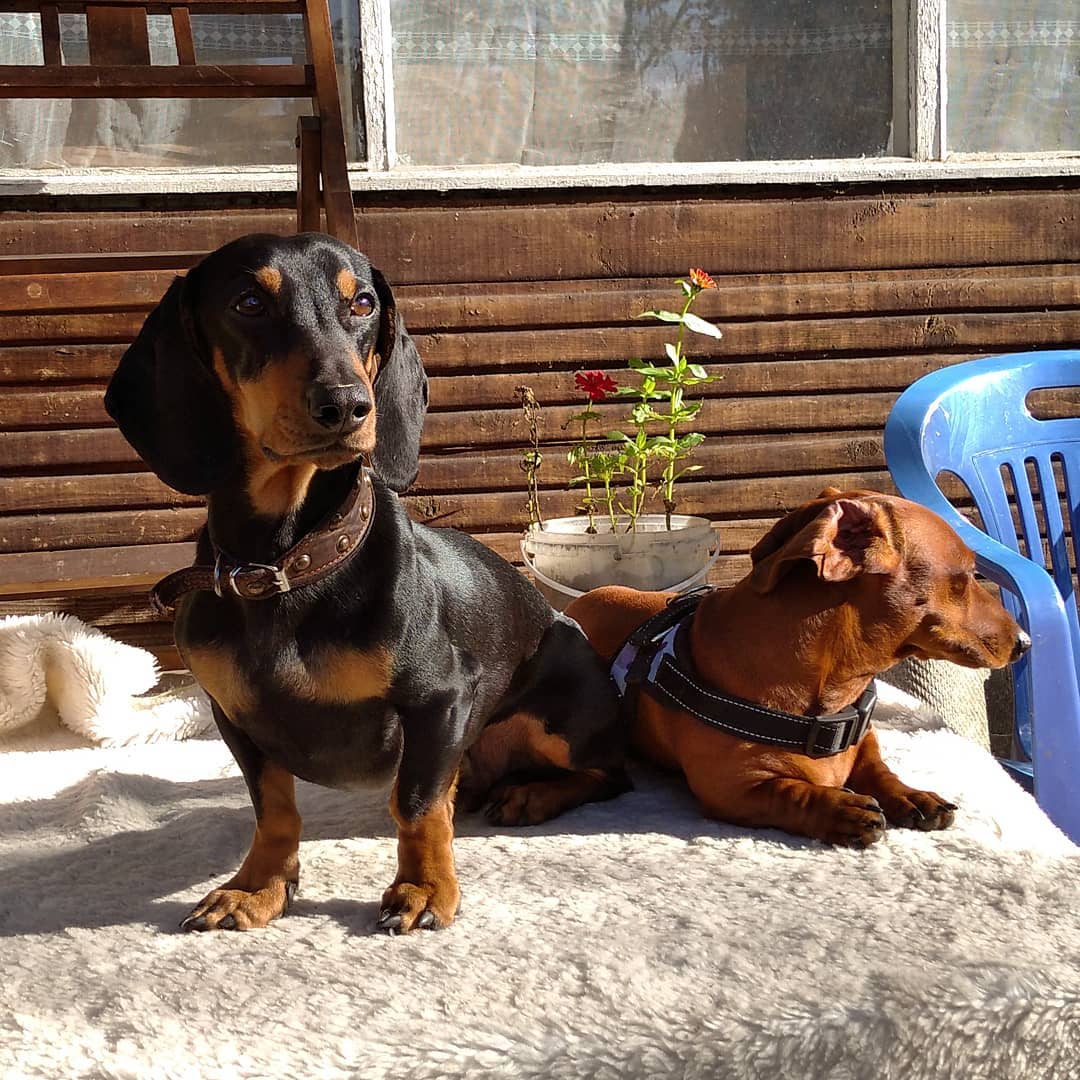 16 Cool Facts About Dachshunds 11