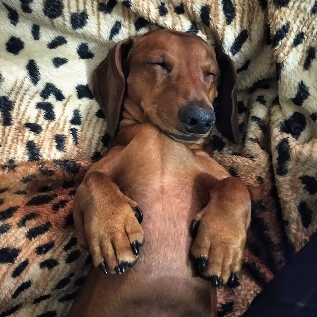 16 Cool Facts About Dachshunds 9