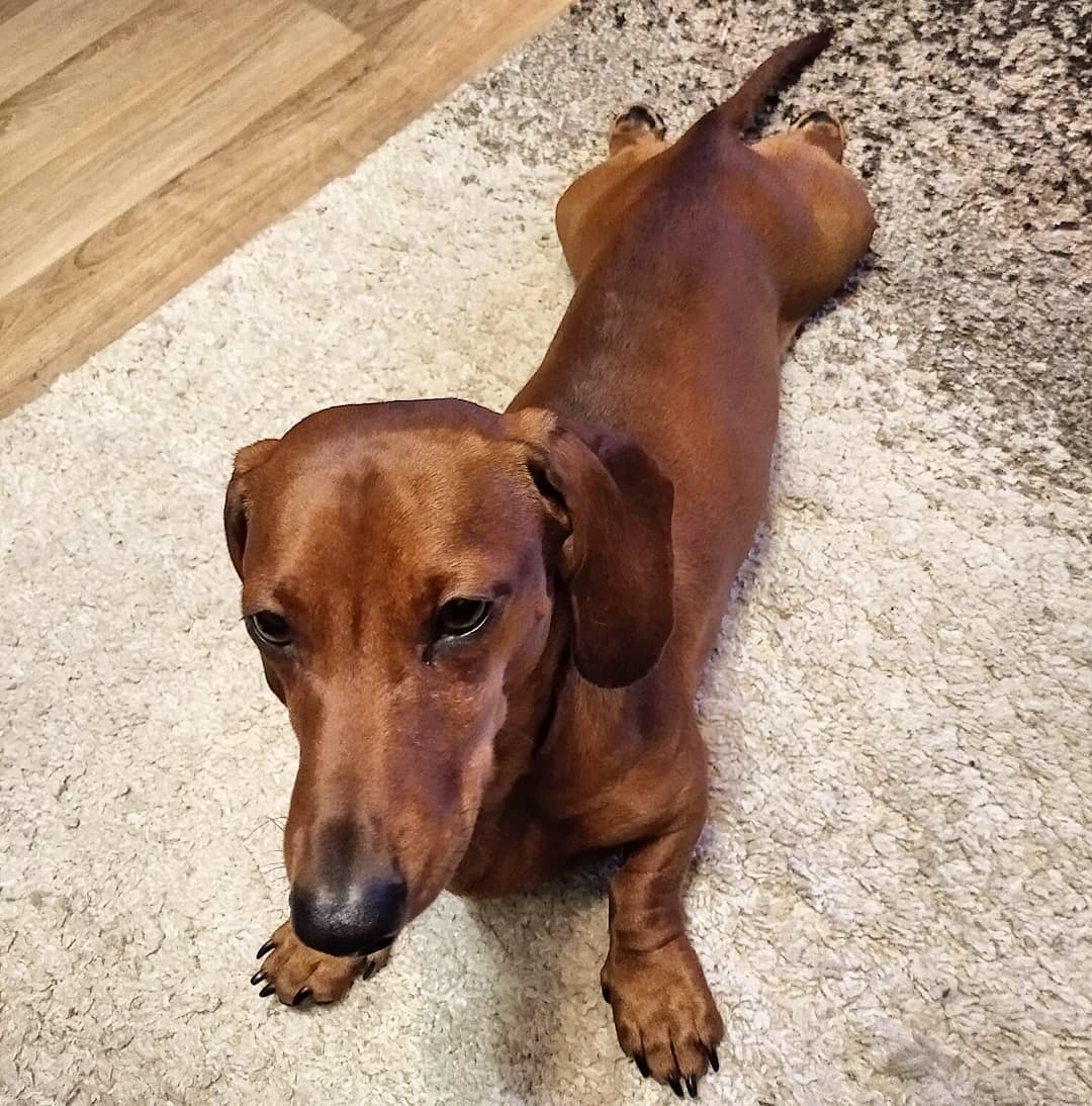 16 Cool Facts About Dachshunds 10