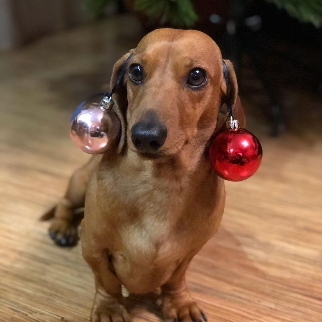 16 Cool Facts About Dachshunds 11