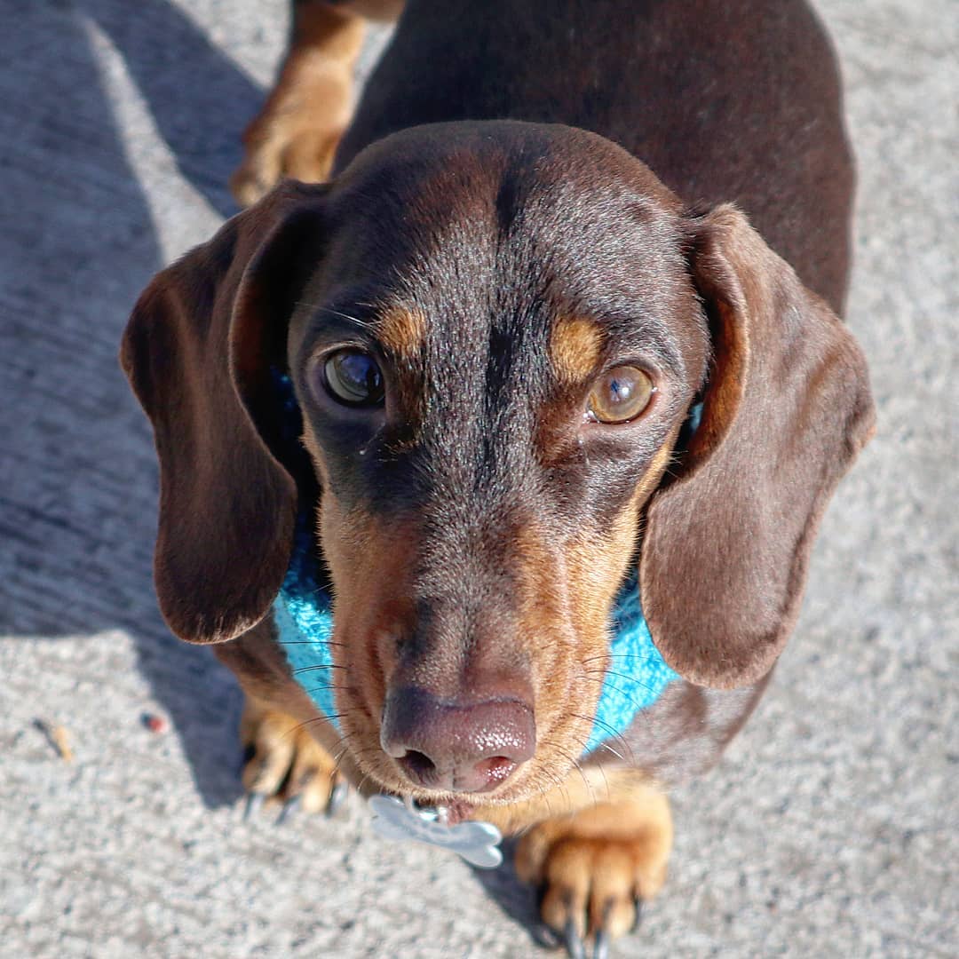 15 Amazing Facts About Dachshunds You Probably Never Knew 7