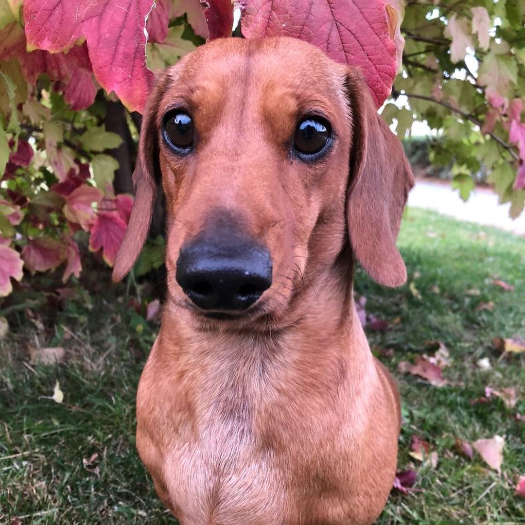16 Cool Facts About Dachshunds 10