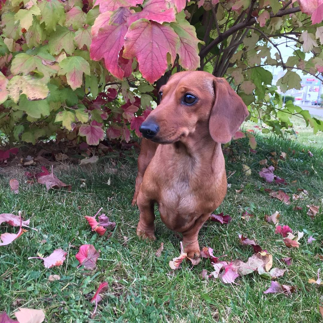 16 Cool Facts About Dachshunds 11