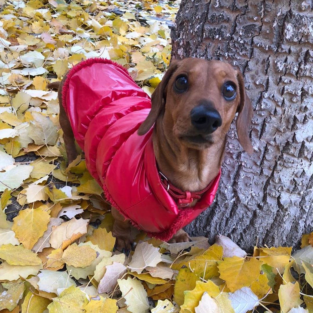 16 Cool Facts About Dachshunds 9