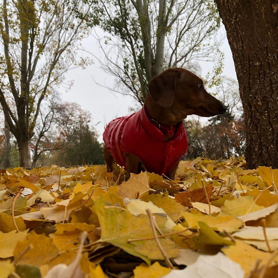16 Cool Facts About Dachshunds 10