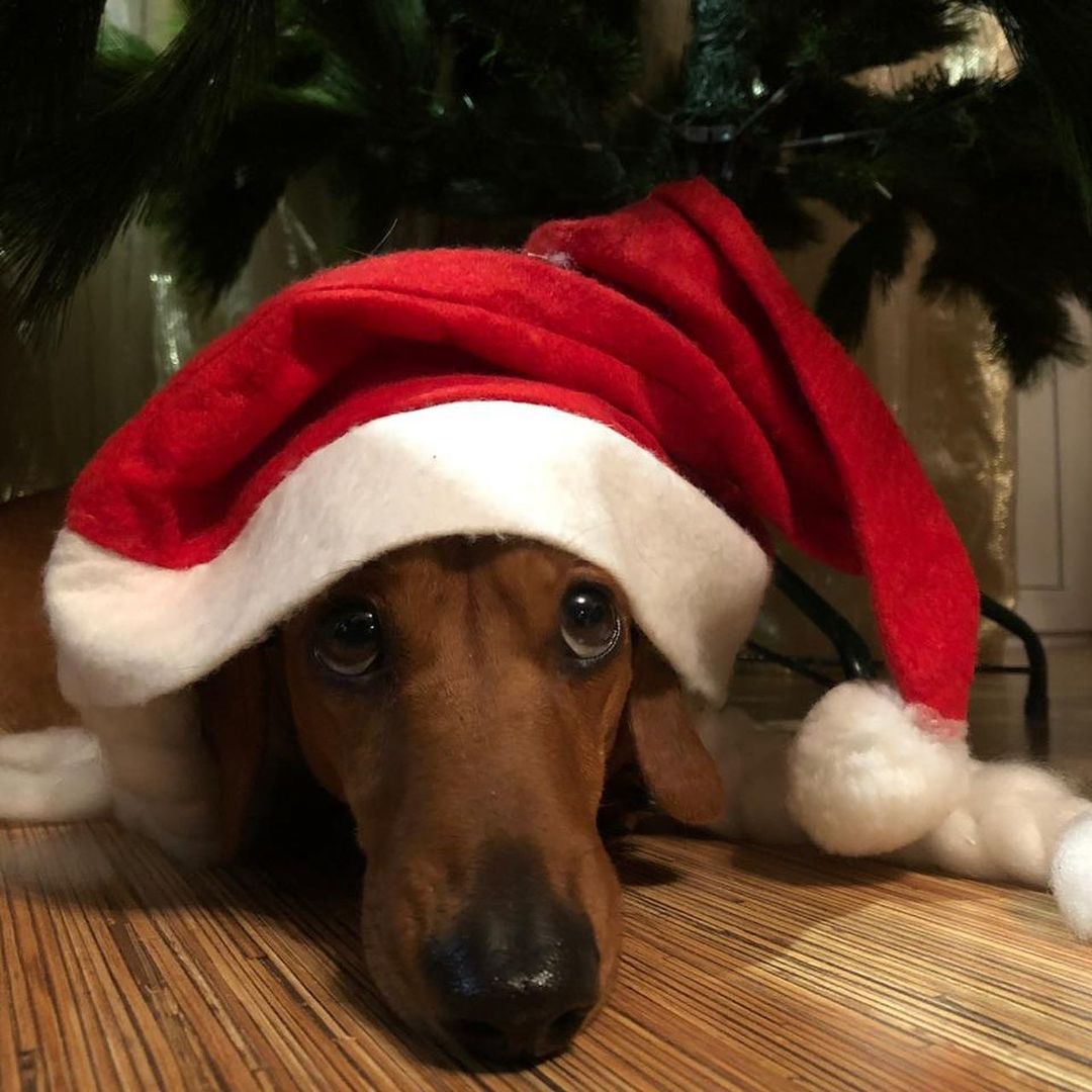 16 Cool Facts About Dachshunds 11