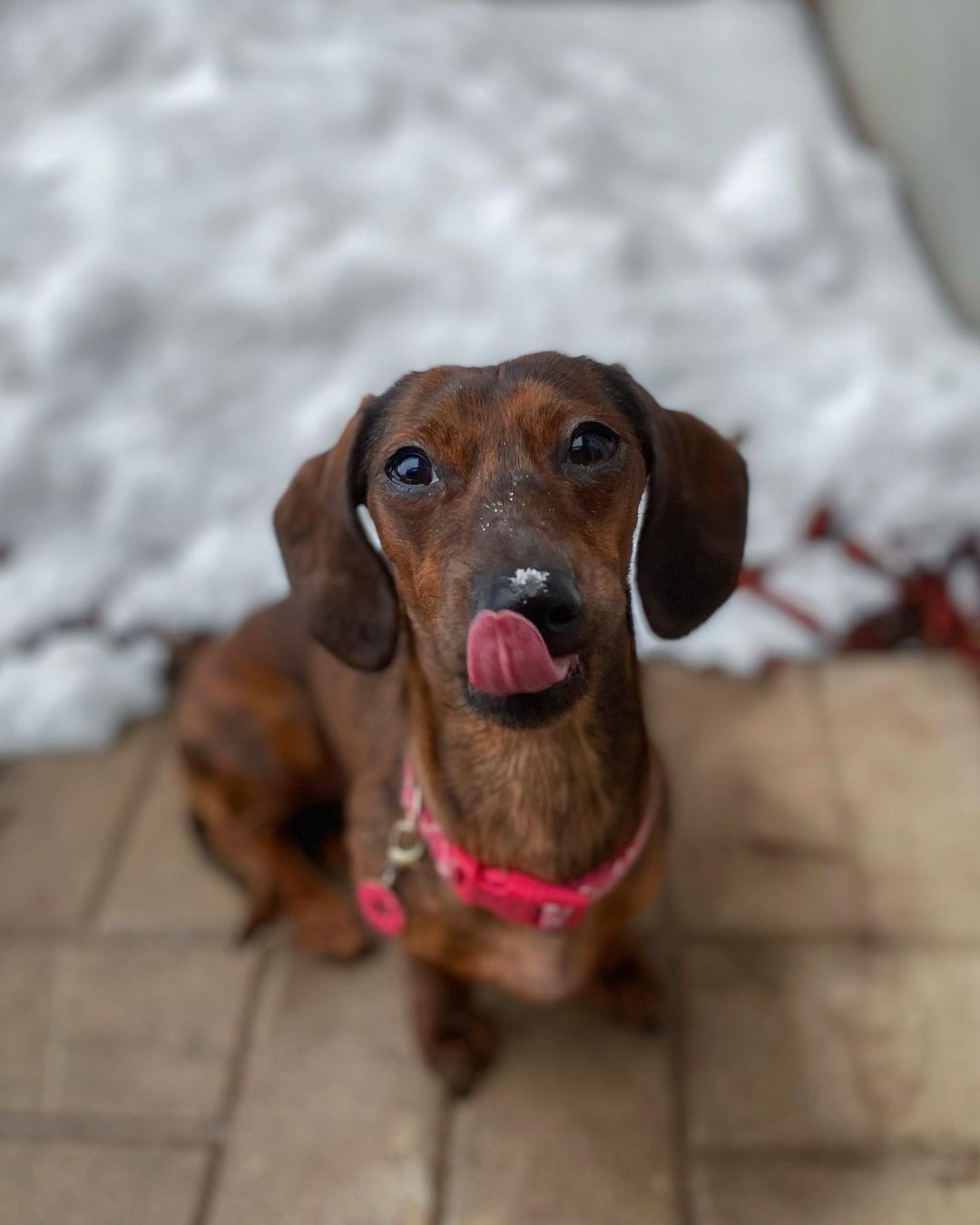 16 Cool Facts About Dachshunds 5 16 Cool Facts About Dachshunds 5