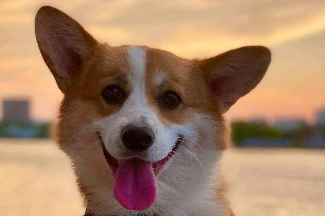 16 Amazing Facts About Corgis You Probably Never Knew