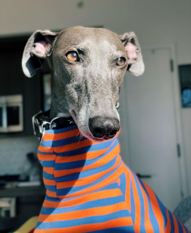 Greyhounds 30
