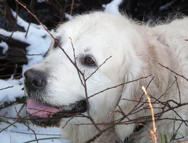 15 Things Only Golden Retriever Owners Will Understand 11 15 Things Only Golden Retriever Owners Will Understand 11