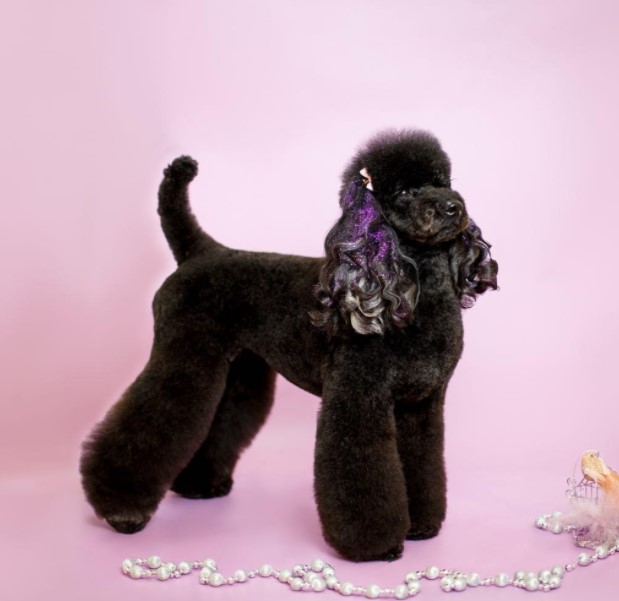 15 Pictures That Prove Poodles Are Perfect Weirdos 11 15 Pictures That Prove Poodles Are Perfect Weirdos 11