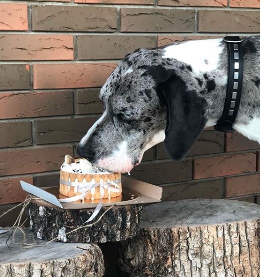 15 Pictures That Prove Great Danes Are Perfect Weirdos 11