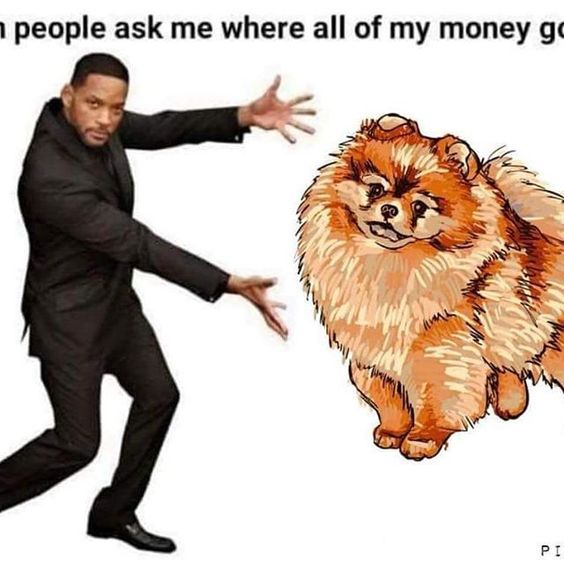 15 Funny Pomeranian Memes To Make Your Day 11 15 Funny Pomeranian Memes To Make Your Day 11