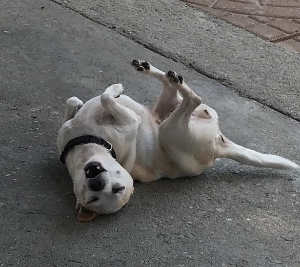 15 Funny Chihuahua Memes To Make Your Day 11 15 Funny Chihuahua Memes To Make Your Day 11