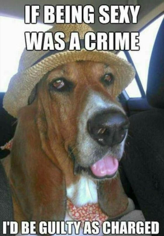 15 Funny Basset Hound Memes To Make Your Day 11 15 Funny Basset Hound Memes To Make Your Day 11