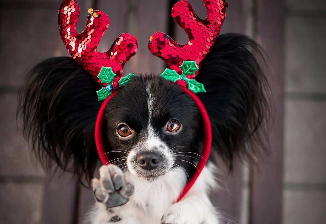 15 Amazing Facts About Papillons You Probably Never Knew