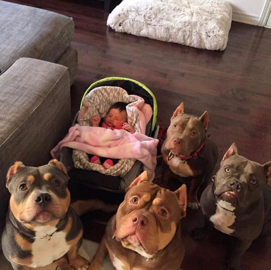 The Pit Bull Dog 8