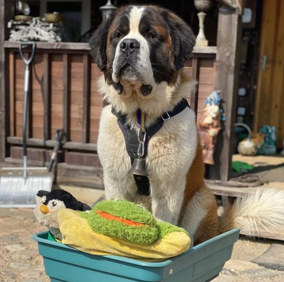15 Pictures That Prove St Bernards Are Perfect Weirdos 11 15 Pictures That Prove St Bernards Are Perfect Weirdos 11