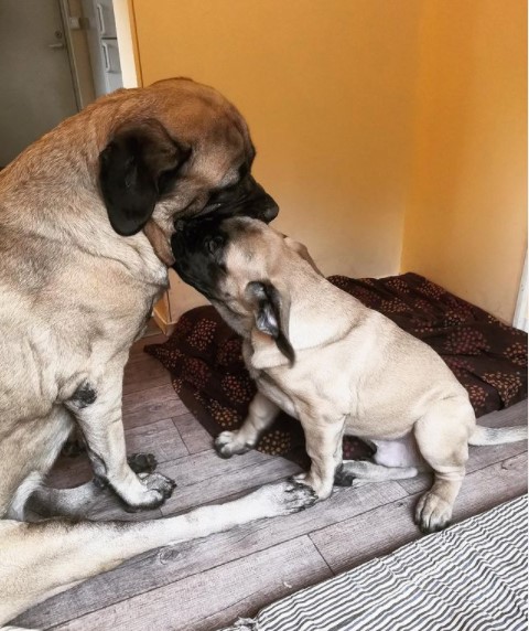 15 Pictures That Prove English Mastiffs Are Perfect Weirdos 11 15 Pictures That Prove English Mastiffs Are Perfect Weirdos 11