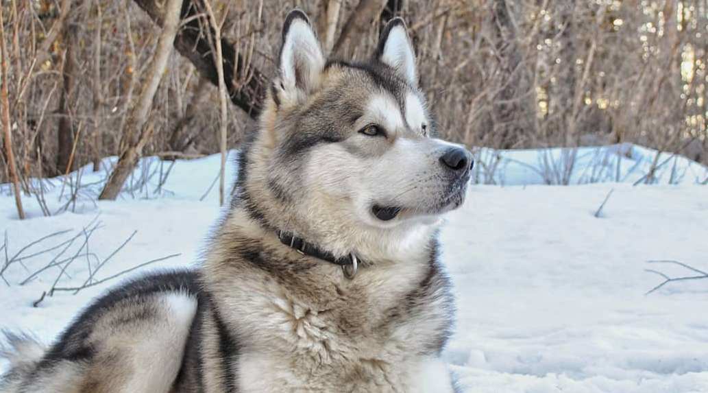 15 Amazing Facts About Alaskan Malamute Dogs You Probably Never Knew