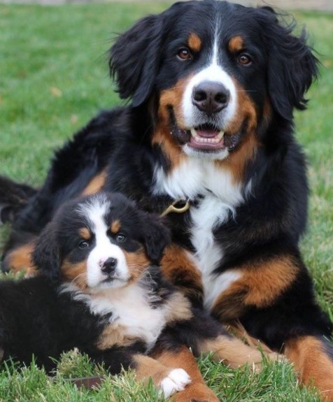 15 Pictures That Prove Bernese Mountain Dogs Are Perfect Weirdos 11 15 Pictures That Prove Bernese Mountain Dogs Are Perfect Weirdos 11