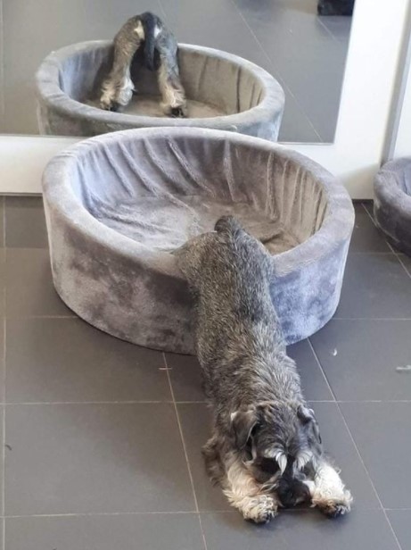 15 Pictures That Prove Schnauzers Are Perfect Weirdos 11 15 Pictures That Prove Schnauzers Are Perfect Weirdos 11