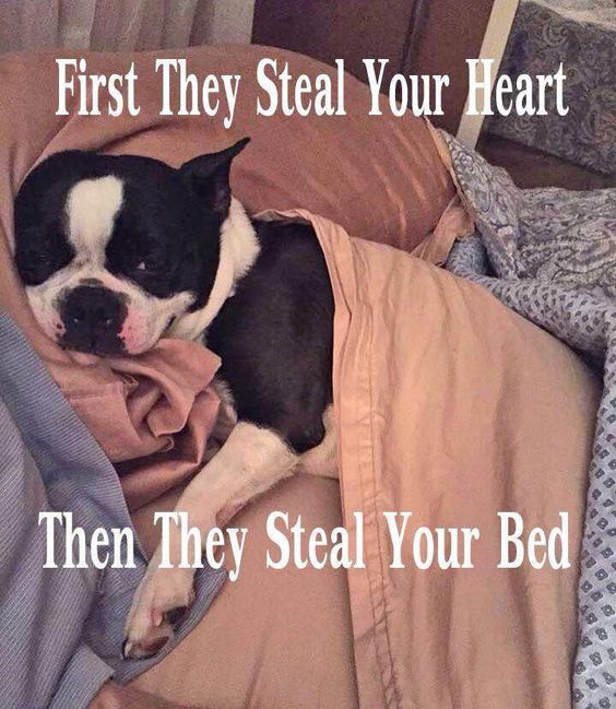 15 Funny Boston Terrier Memes To Make Your Day 11 15 Funny Boston Terrier Memes To Make Your Day 11