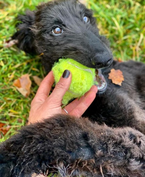15 Pictures That Prove Afghan Hounds Are Perfect Weirdos 10 15 Pictures That Prove Afghan Hounds Are Perfect Weirdos 10