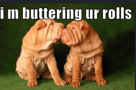 15 Funny Shar-Pei Memes To Make Your Day 11 15 Funny Shar-Pei Memes To Make Your Day 11