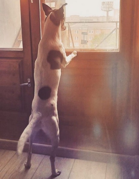 15 Pictures That Prove Rat Terriers Are Perfect Weirdos 11 15 Pictures That Prove Rat Terriers Are Perfect Weirdos 11