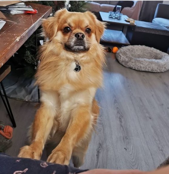 16 Pictures That Prove Tibetan Spaniels Are Perfect Weirdos 11 16 Pictures That Prove Tibetan Spaniels Are Perfect Weirdos 11