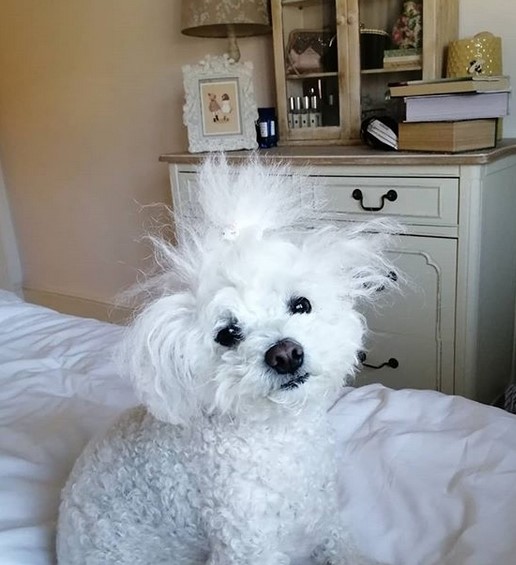 15 Pictures That Prove Bolognese Dogs Are Perfect Weirdos 11