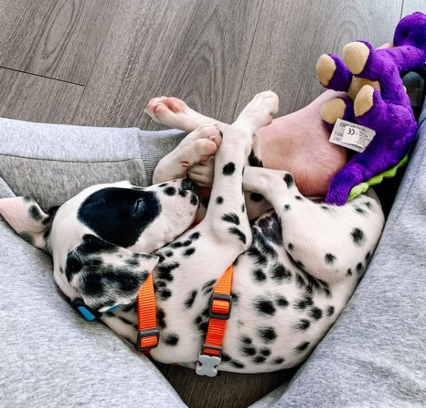 15 Pictures That Prove Dalmatians Are Perfect Weirdos 11 15 Pictures That Prove Dalmatians Are Perfect Weirdos 11