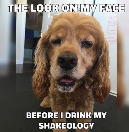 15 Funny Cocker Spaniel Memes To Make Your Day 11 15 Funny Cocker Spaniel Memes To Make Your Day 11
