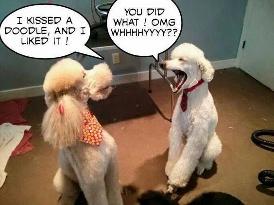 15 Funny Poodle Memes To Make Your Day 11