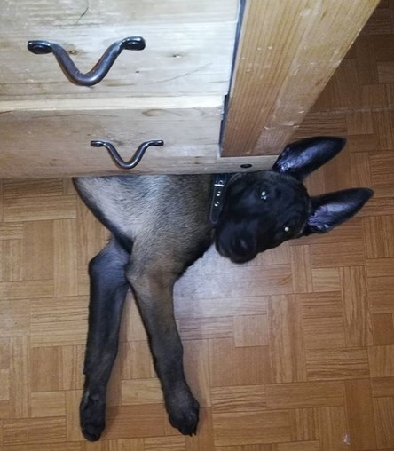 15 Pictures That Prove Belgian Malinoises Are Perfect Weirdos 11 15 Pictures That Prove Belgian Malinoises Are Perfect Weirdos 11