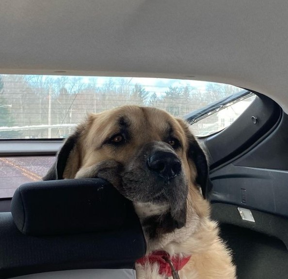 15 Pictures That Prove Anatolian Shepherds Are Perfect Weirdos 11 15 Pictures That Prove Anatolian Shepherds Are Perfect Weirdos 11