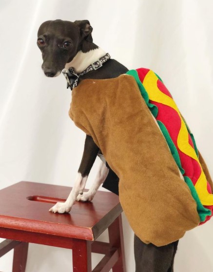 15 Pictures That Prove Greyhounds Are Perfect Weirdos 11 15 Pictures That Prove Greyhounds Are Perfect Weirdos 11